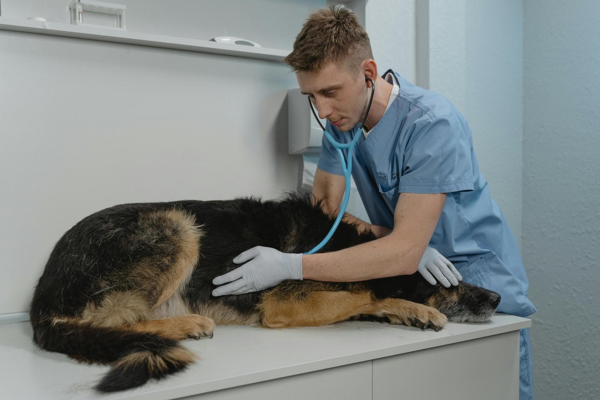 Emergency vets in Cincinnati